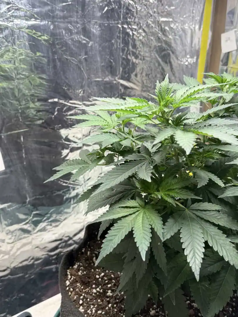 Blue Dream — vegetative, day 56