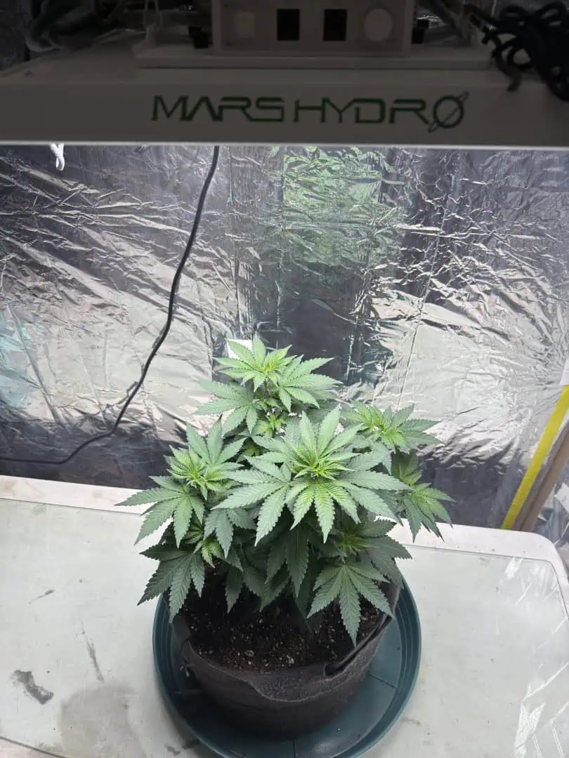 Blue Dream — vegetative, day 57