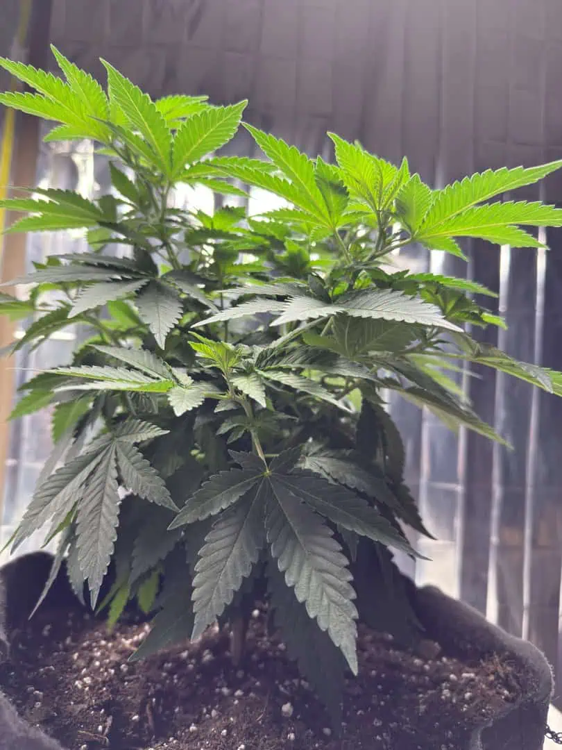 Blue Dream — vegetative, day 57