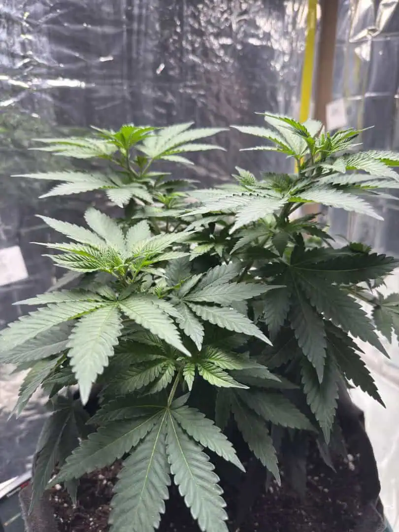 Blue Dream — vegetative, day 57