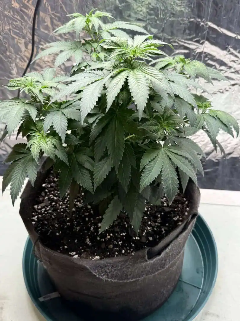 Blue Dream — flower, day 58
