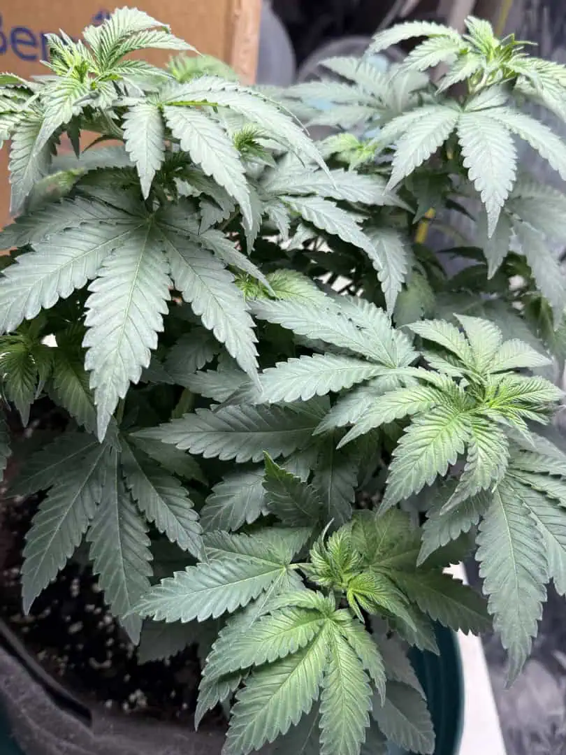 Blue Dream — flower, day 58