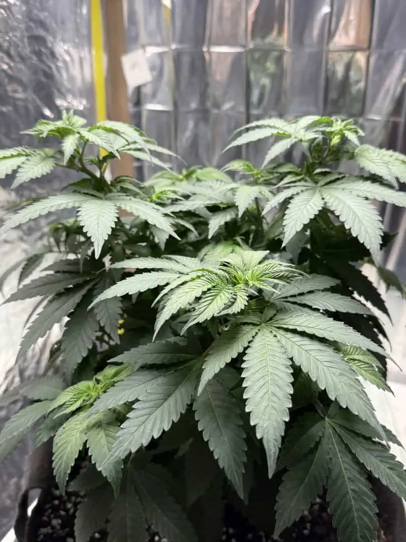 Blue Dream — flower, day 58