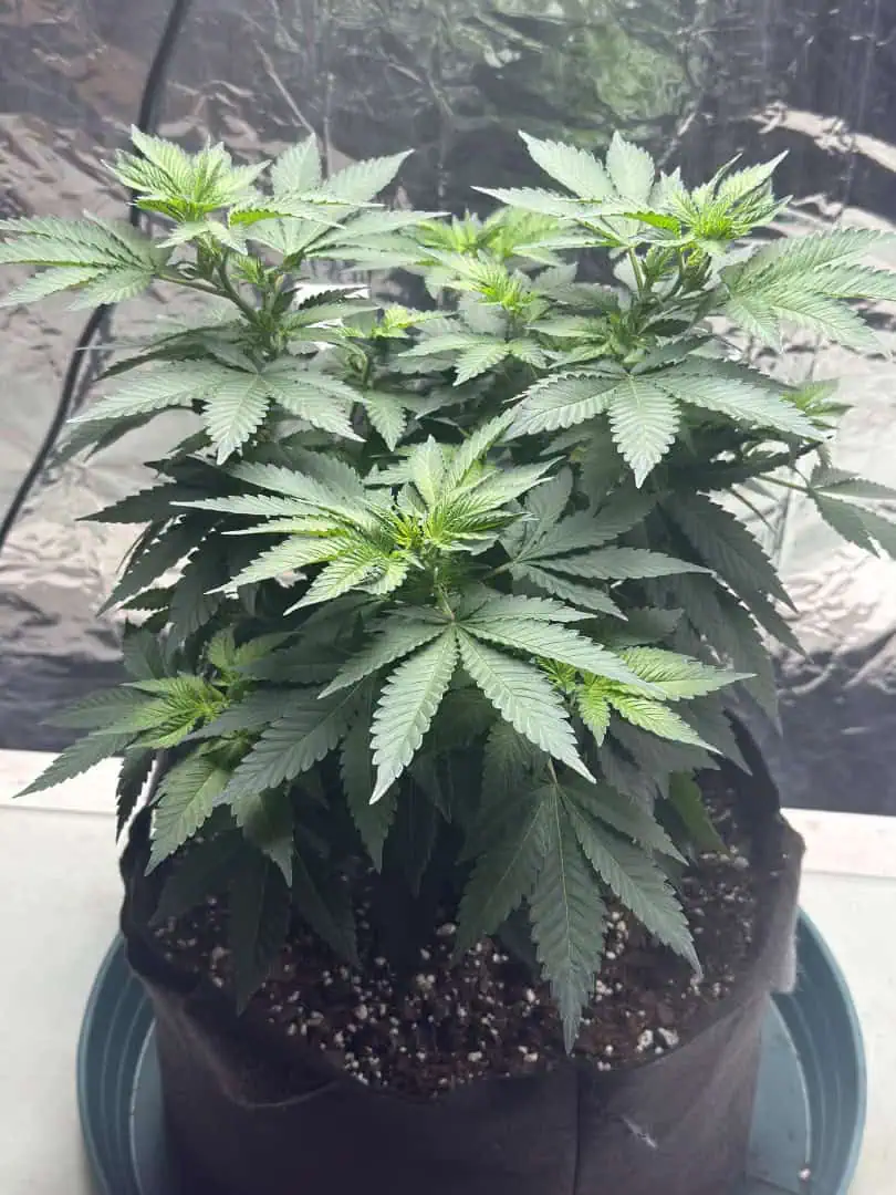 Blue Dream — flower, day 59