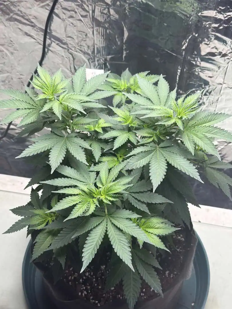 Blue Dream — flower, day 59