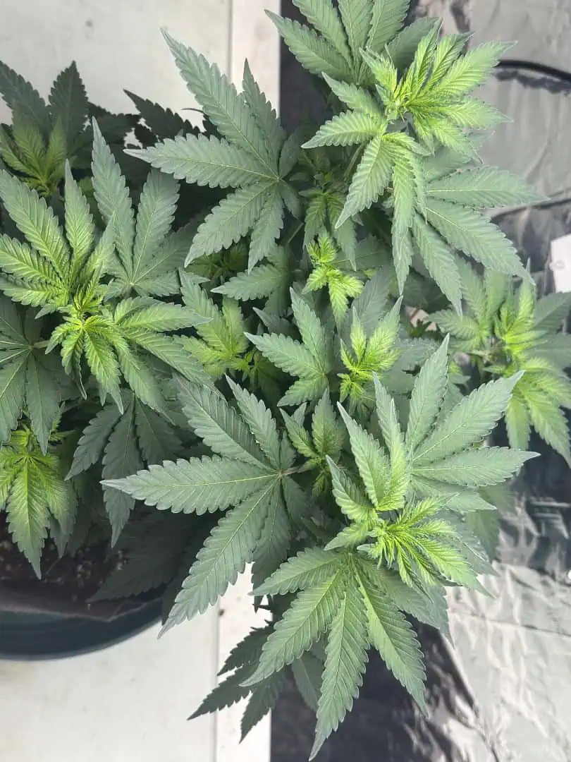 Blue Dream — flower, day 59