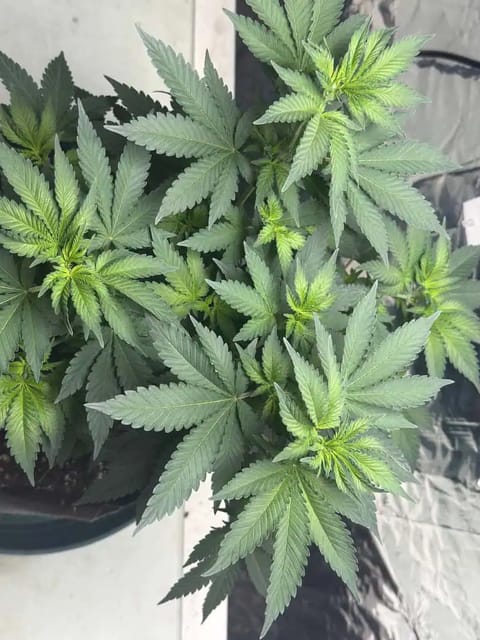Blue Dream — flower, day 59