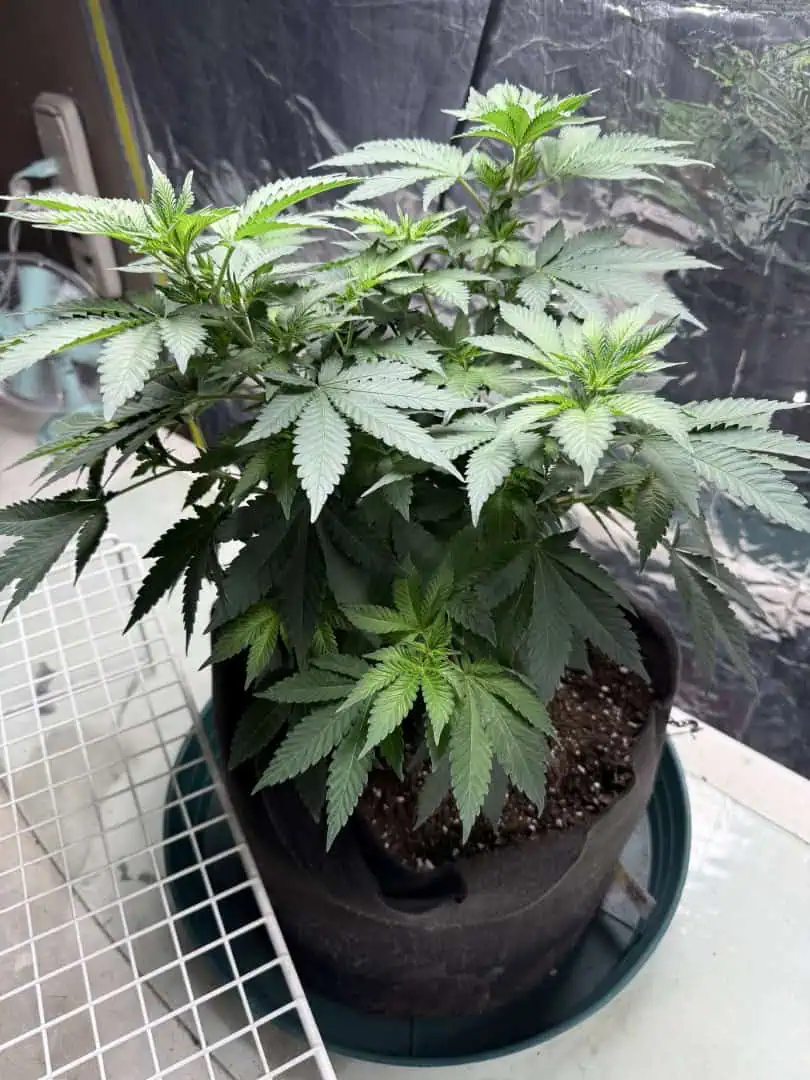 Blue Dream — flower, day 60