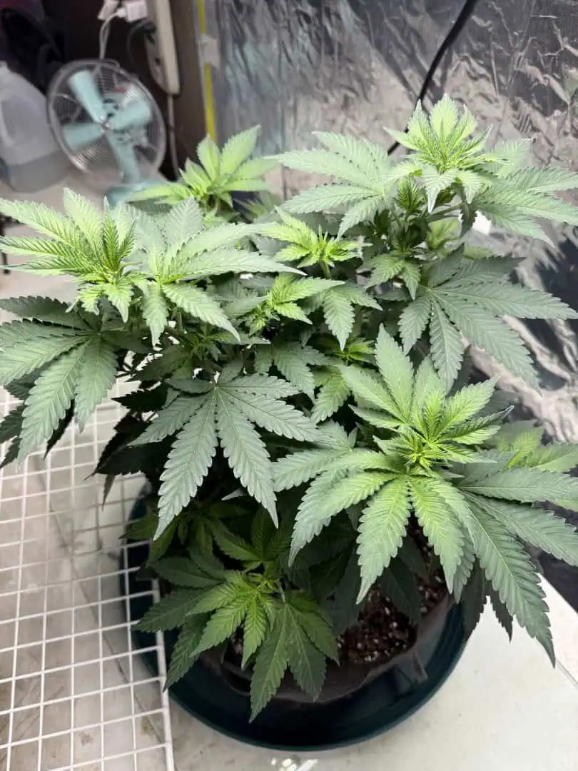 Blue Dream — flower, day 60