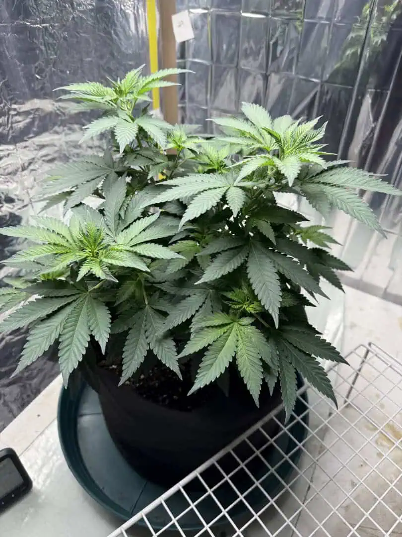 Blue Dream — flower, day 60