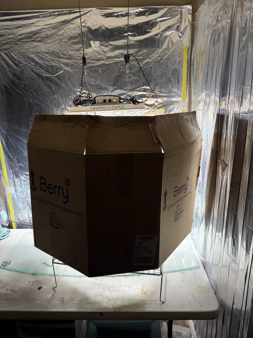 Blue Dream — flower, day 61