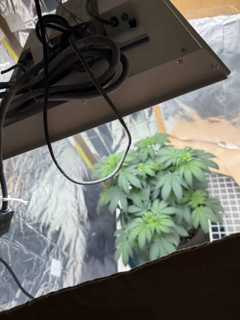 Blue Dream — flower, day 61