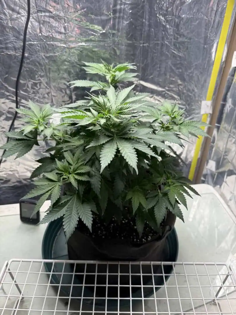 Blue Dream — flower, day 61