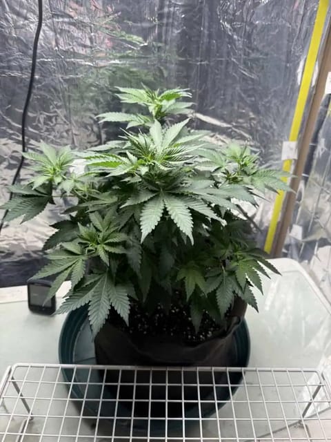Blue Dream — flower, day 61