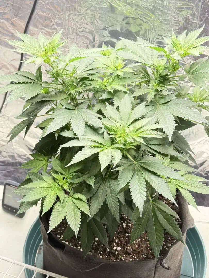 Blue Dream — flower, day 62