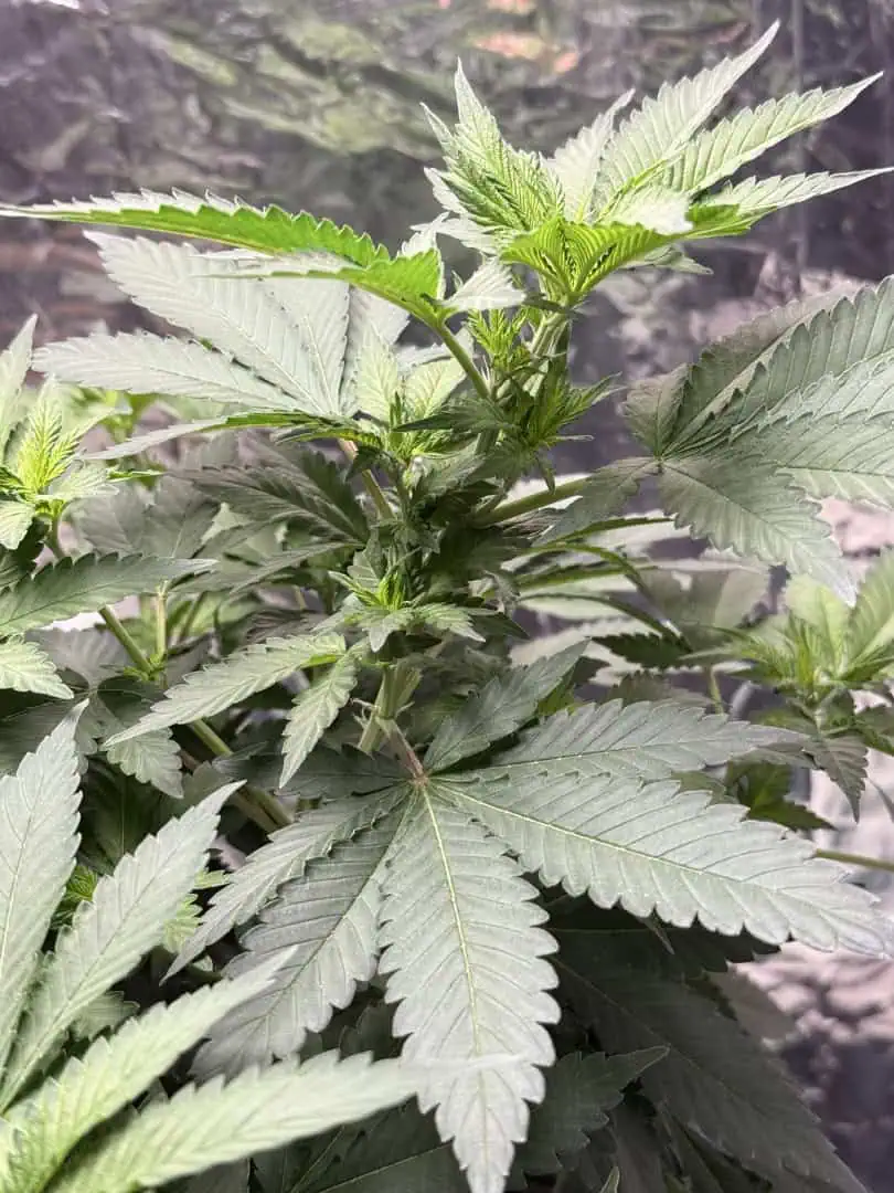 Blue Dream — flower, day 62