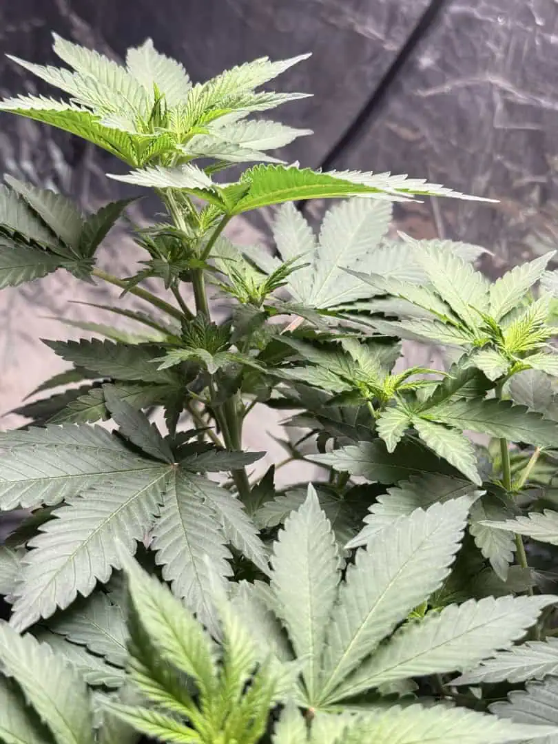 Blue Dream — flower, day 62