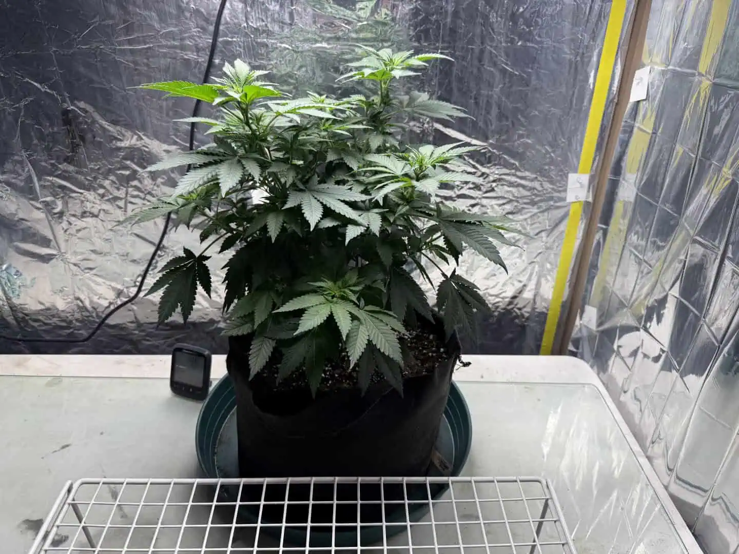 Blue Dream — flower, day 63