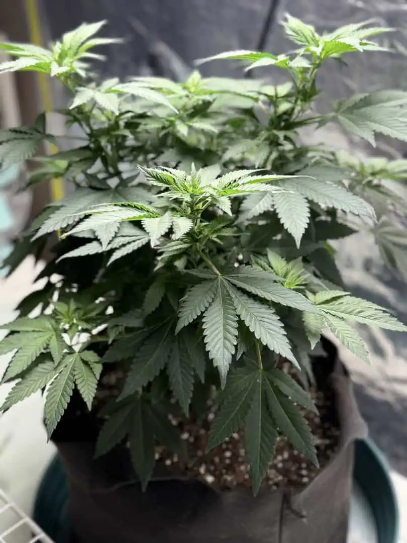 Blue Dream — flower, day 63