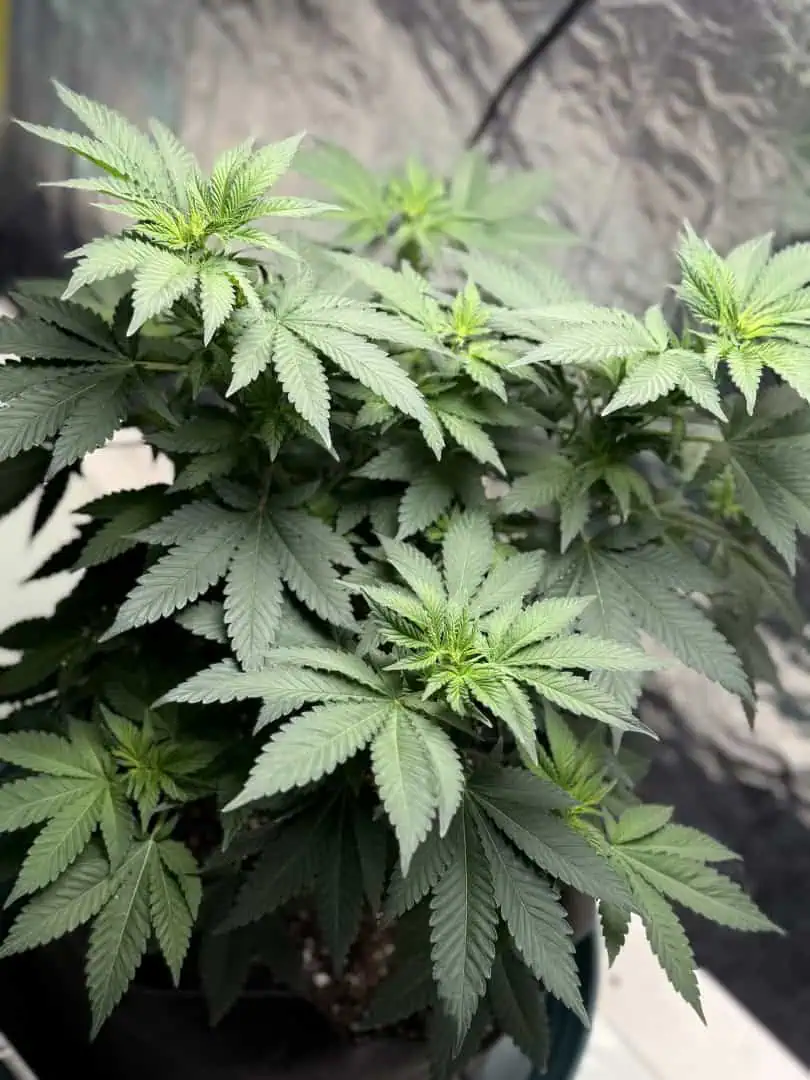 Blue Dream — flower, day 63