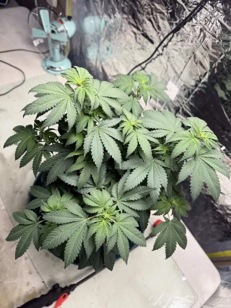 Blue Dream — flower, day 64
