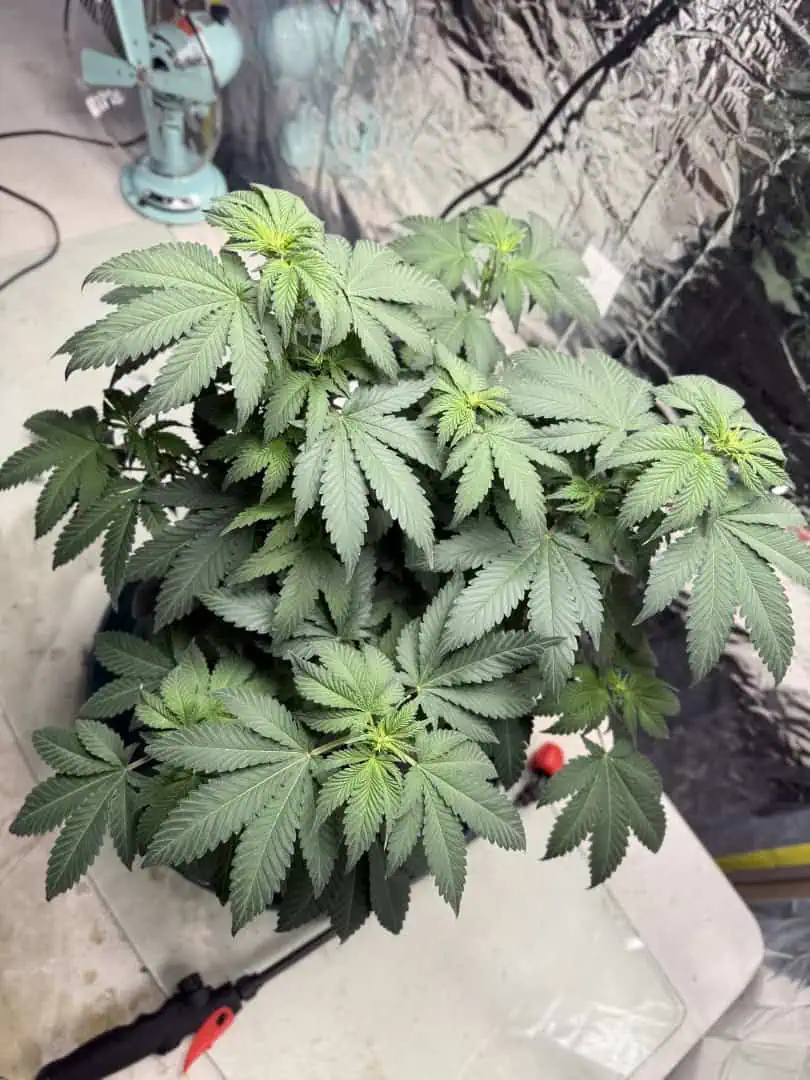 Blue Dream — flower, day 64