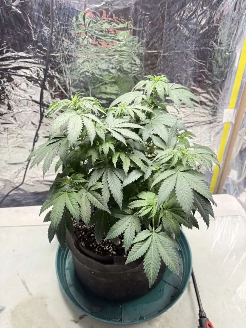 Blue Dream — flower, day 64