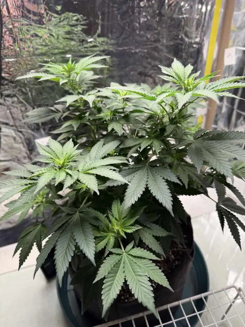 Blue Dream — flower, day 65