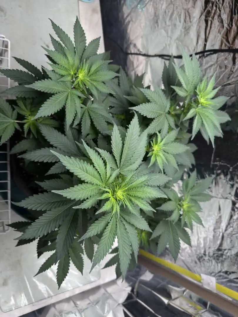 Blue Dream — flower, day 65