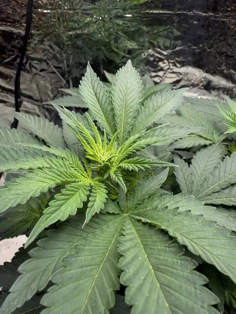 Blue Dream — flower, day 65