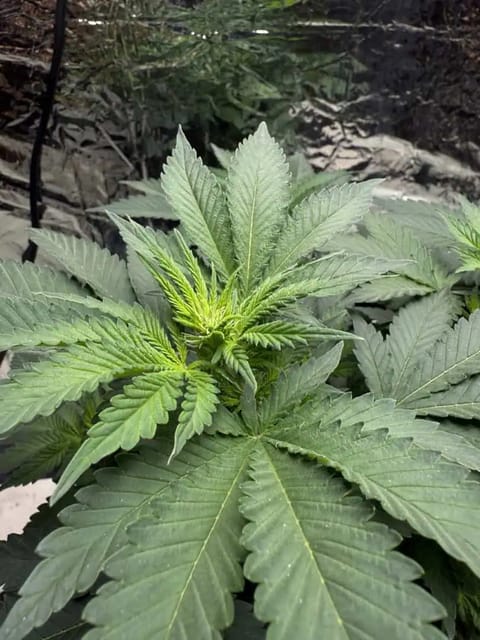 Blue Dream — flower, day 65