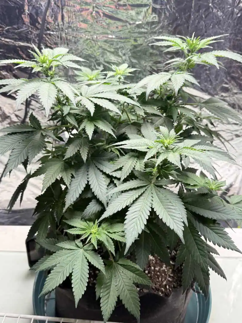 Blue Dream — flower, day 66