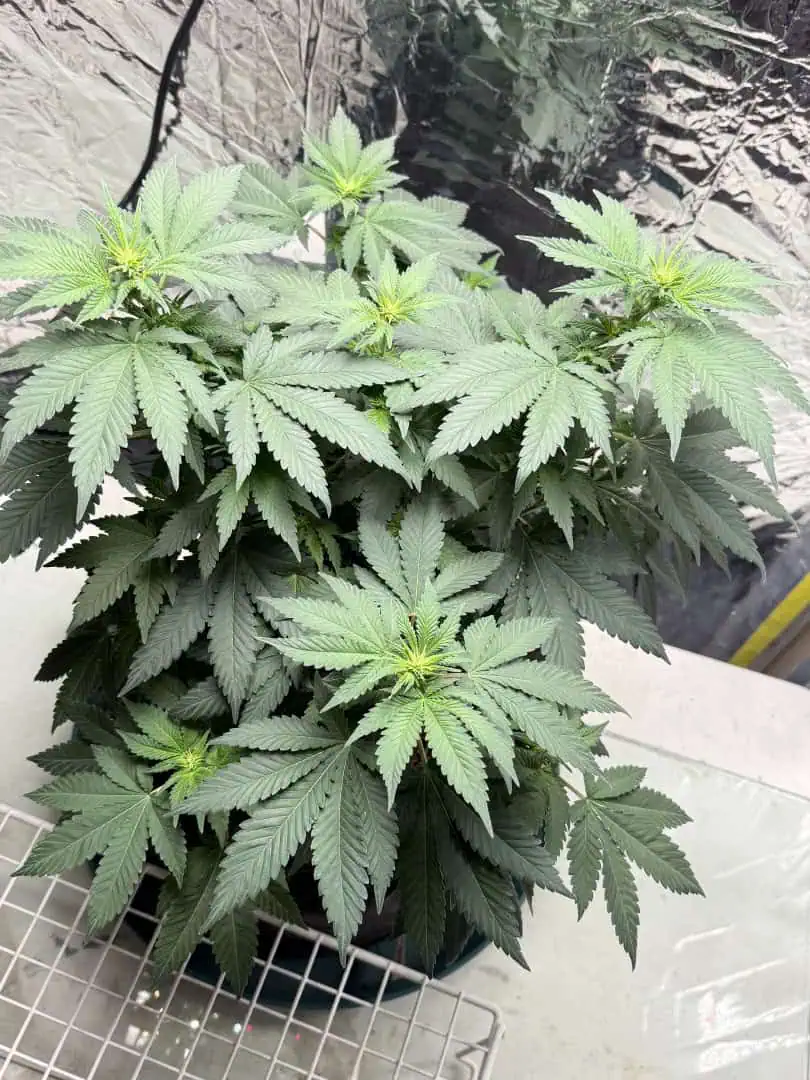 Blue Dream — flower, day 66