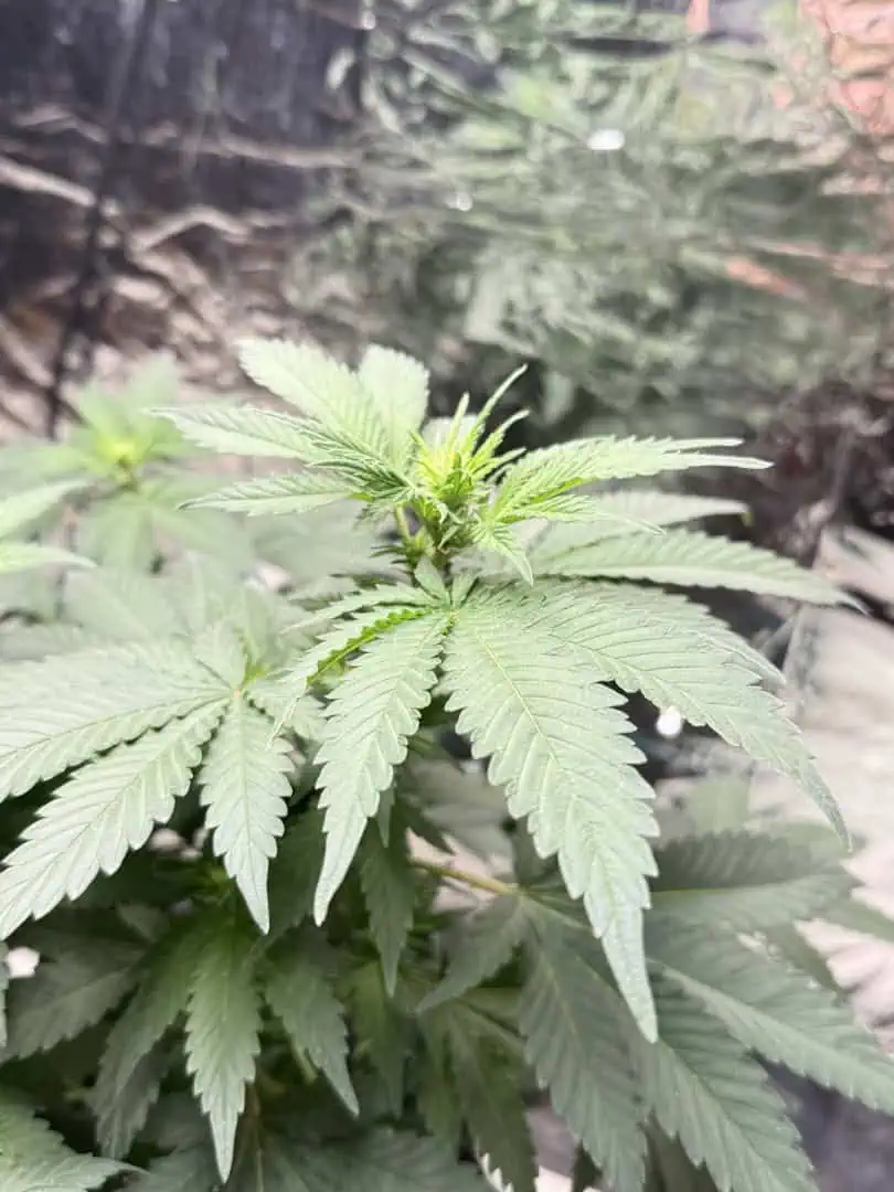 Blue Dream — flower, day 66