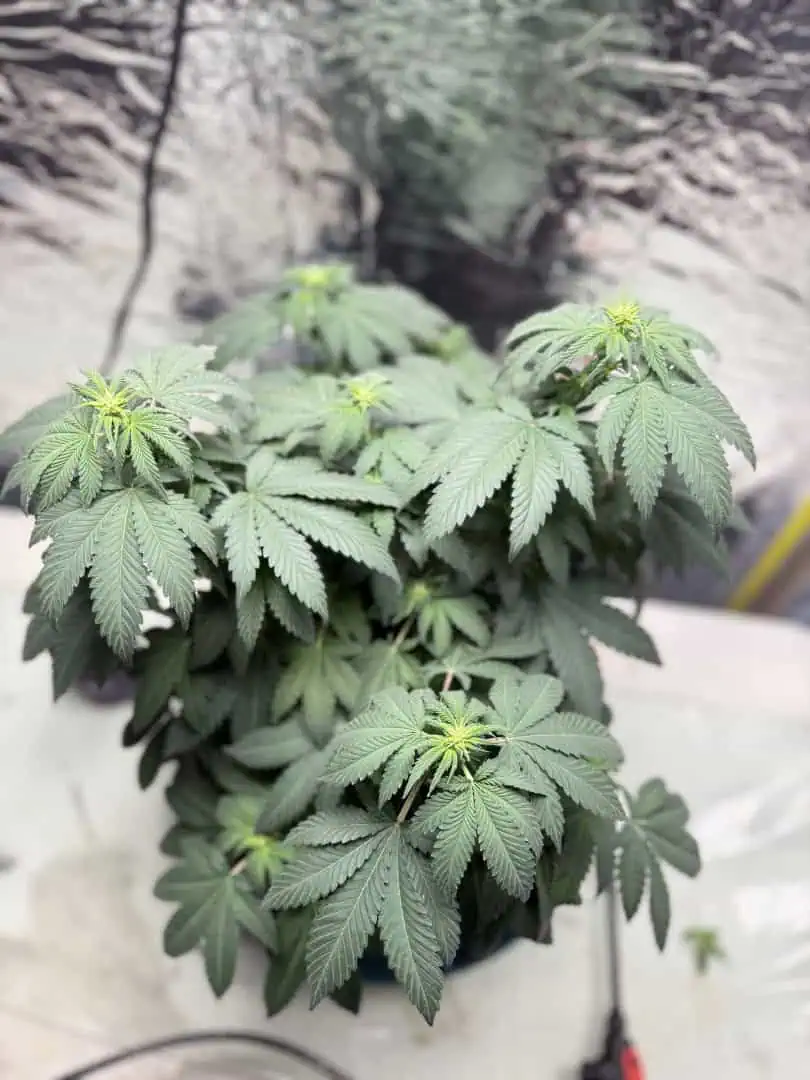 Blue Dream — flower, day 67