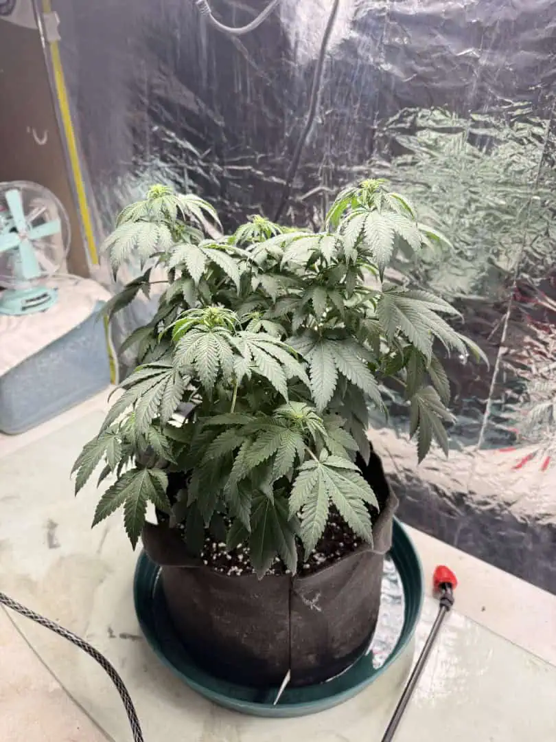 Blue Dream — flower, day 67