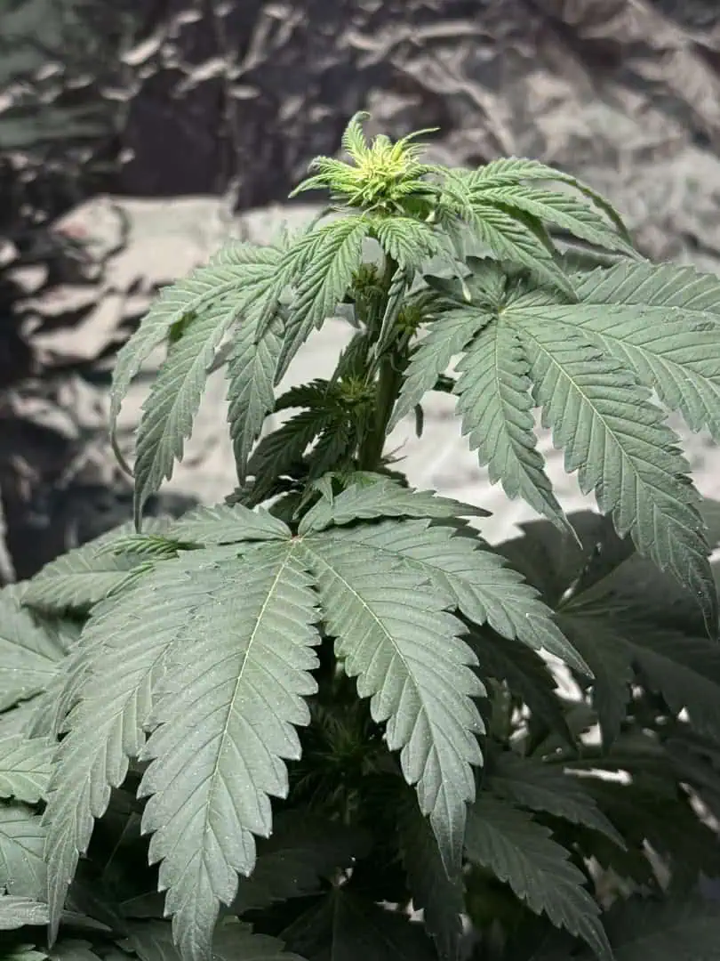 Blue Dream — flower, day 67