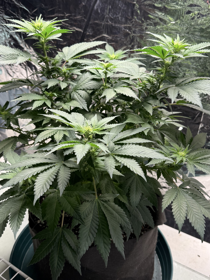 Blue Dream — flower, day 68