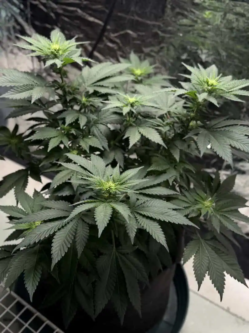 Blue Dream — flower, day 68