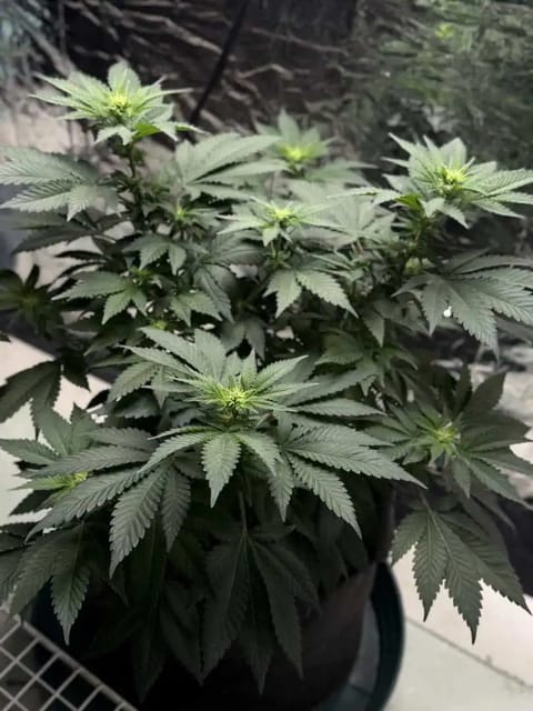 Blue Dream — flower, day 68