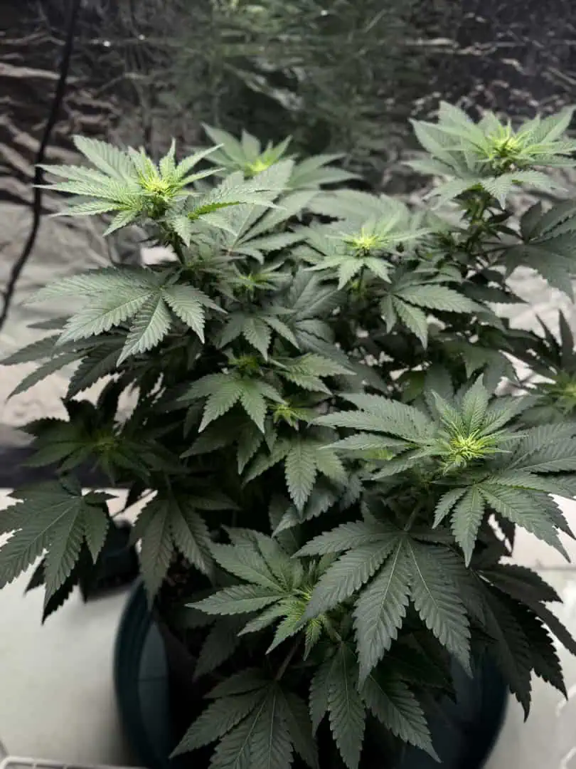 Blue Dream — flower, day 68