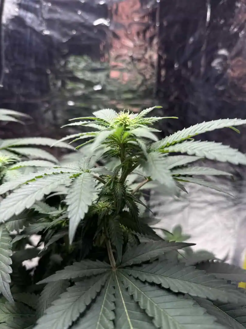 Blue Dream — flower, day 69