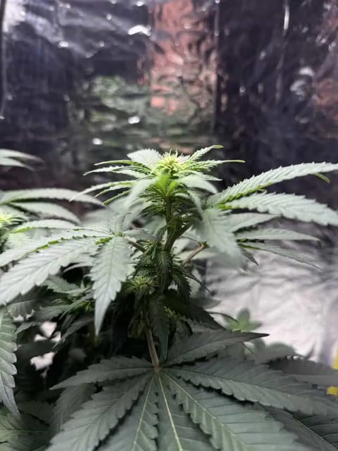 Blue Dream — flower, day 69