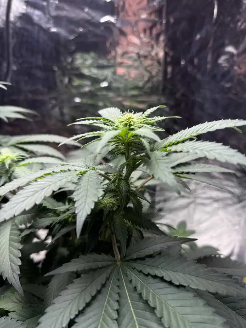 Blue Dream — flower, day 69