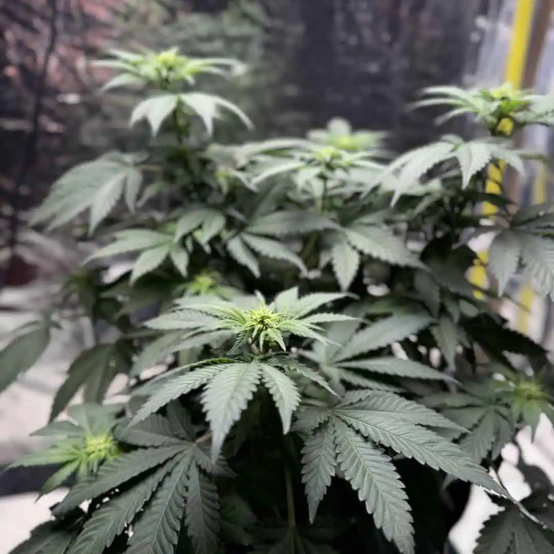 Blue Dream — flower, day 69