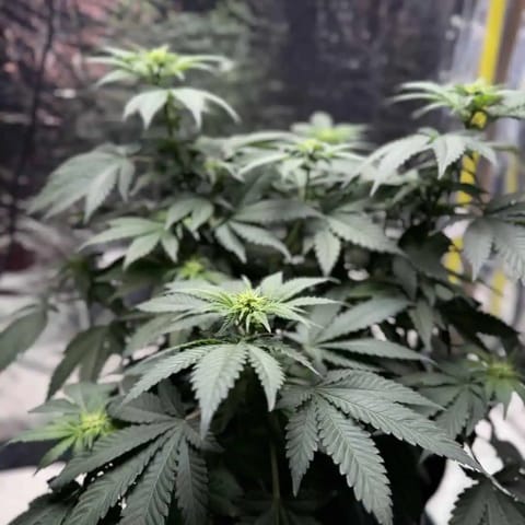 Blue Dream — flower, day 69