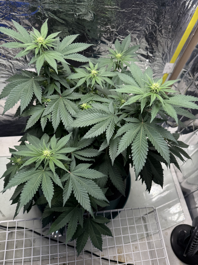 Blue Dream — flower, day 70