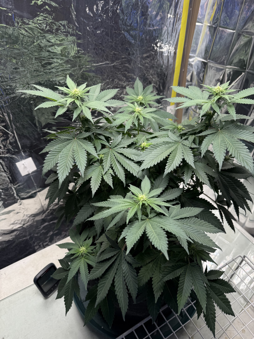 Blue Dream — flower, day 70