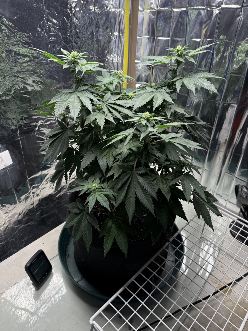 Blue Dream — flower, day 70