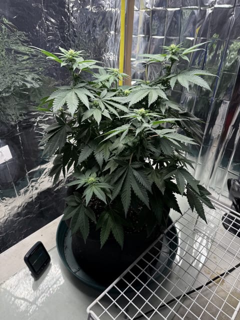 Blue Dream — flower, day 70